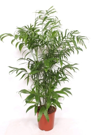 Planta naturala Chamaedorea seifrizii H160 cm PS27 cm in pamant
