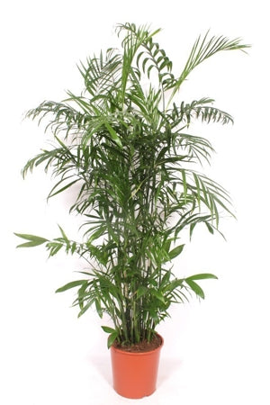 Planta naturala Chamaedorea seifrizii H160 cm PS30 cm in pamant