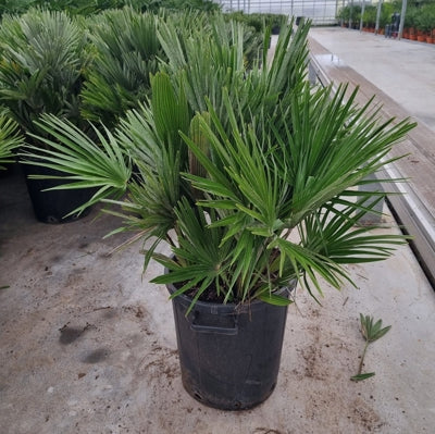 Planta naturala Chamaerops humilis H100 cm PS40 cm in pamant