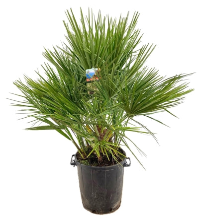 Planta naturala Chamaerops humilis H130 cm PS40 cm in pamant