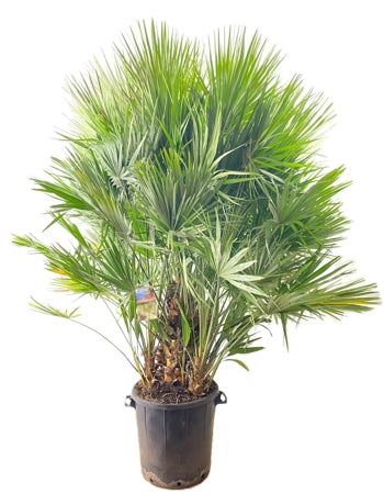 Planta naturala Chamaerops humilis H200 cm PS50 cm in pamant