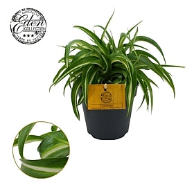 Flori si plante naturale - Vezi sute de produse premium