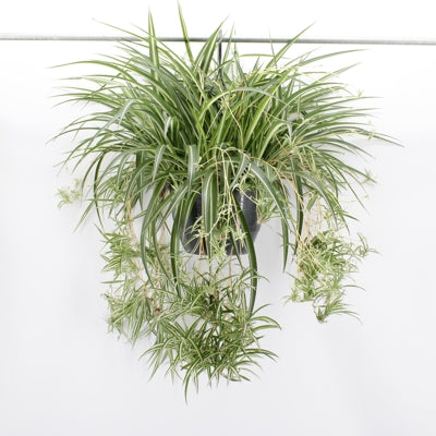 Planta naturala Chlorophytum com. 'Variegatum' H55 cm PS27 cm in pamant