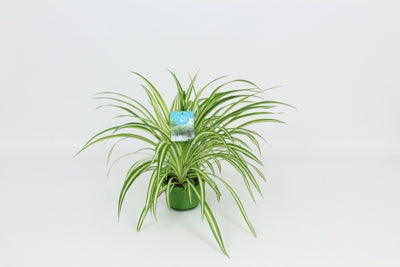 Planta naturala Chlorophytum com. 'Vittatum' H50 cm PS14 cm in pamant