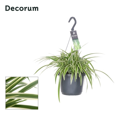 Planta naturala Chlorophytum laxum H35 cm PS17 cm in pamant