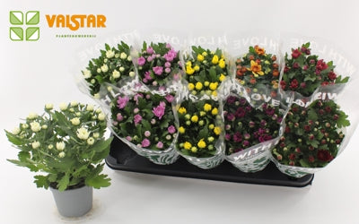Planta naturala Chrysanthemum Ind. mixed 5 colours H25 cm PS12 cm in pamant