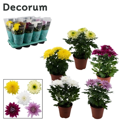 Planta naturala Chrysanthemum Ind. Supernova mixed H35 cm PS13 cm in pamant