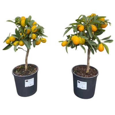 Planta naturala Citrus H45 cm PS15 cm in pamant