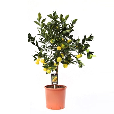 Planta naturala Citrus limetta 'Pursha' H85 cm PS22 cm in pamant