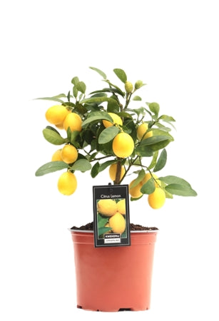 Planta naturala Citrus limon H40 cm PS15 cm in pamant