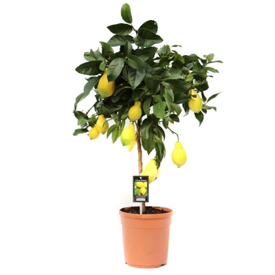 Planta naturala Citrus limon H80 cm PS22 cm in pamant