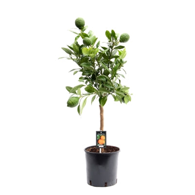 Planta naturala Citrus limon H85 cm PS22 cm in pamant