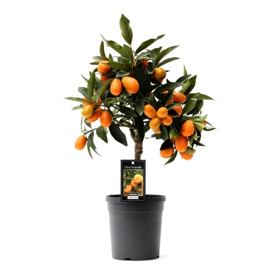Planta naturala Citrus margarita H45 cm PS15 cm in pamant