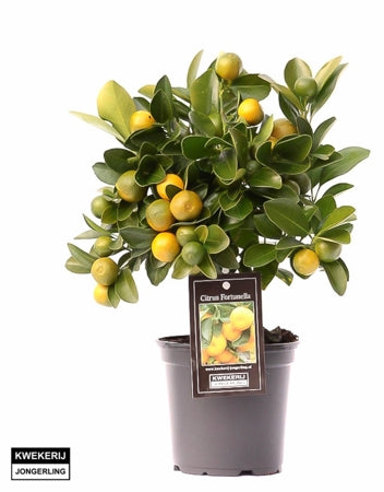 Planta naturala Citrus microcarpa H25 cm PS12 cm in pamant