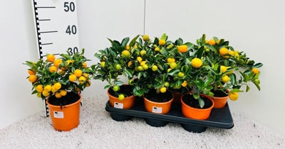 Planta naturala Citrus microcarpa H35 cm PS14 cm in pamant