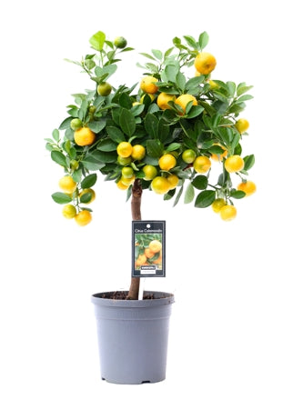 Planta naturala Citrus microcarpa H45 cm PS15 cm in pamant