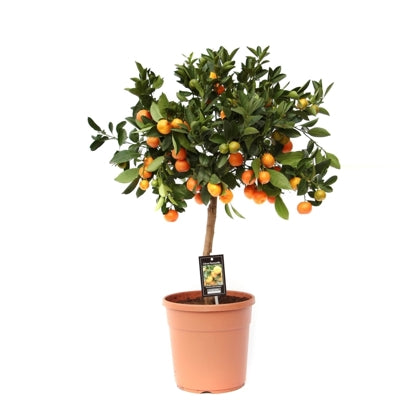 Planta naturala Citrus microcarpa H80 cm PS22 cm in pamant