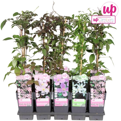 Planta naturala Clematis montana H65 cm PS15 cm in pamant