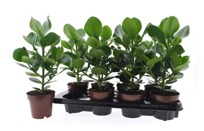 Planta naturala Clusia rosea 'Princess' H40 cm PS12 cm in pamant