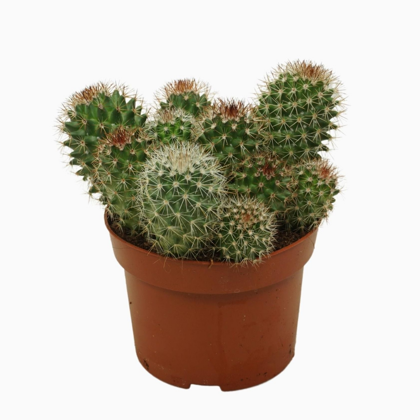 Planta naturala Cluster H15cm Mammillaria backebergiana subsp. ernestii PS13/ in pamant