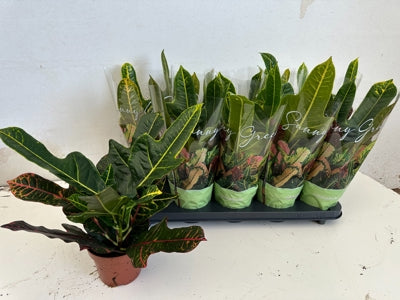 Planta naturala Codiaeum var. 'Excellent' H35 cm PS12 cm in pamant