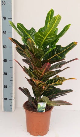 Planta naturala Codiaeum var. 'Excellent' H55 cm PS19 cm in pamant