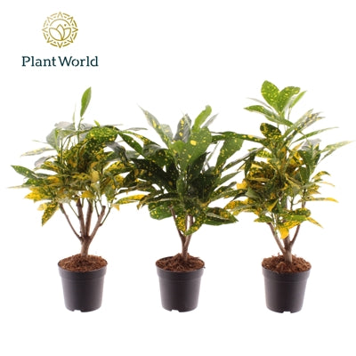 Planta naturala Codiaeum var. 'Gold Sun' H20 cm PS7 cm in pamant
