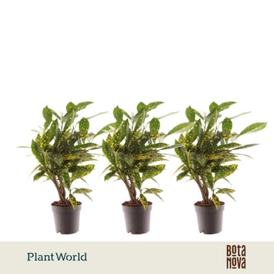 Planta naturala Codiaeum var. 'Gold Sun' H20 cm PS7 cm in pamant