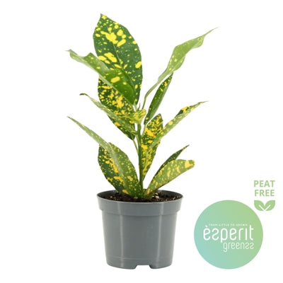 Planta naturala Codiaeum var. 'Gold Sun' H20 cm PS8.5 cm in pamant
