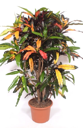 Planta naturala Codiaeum var. H170 cm PS40 cm in pamant