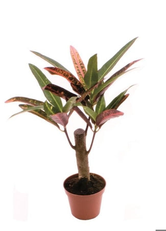 Planta naturala Codiaeum var. H25 cm PS6 cm in pamant