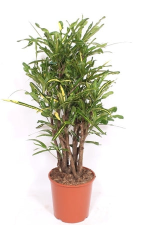 Planta naturala Codiaeum var. 'Mammi' H130 cm PS30 cm in pamant