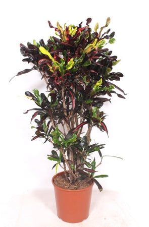 Planta naturala Codiaeum var. 'Mammi' H140 cm PS30 cm in pamant