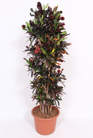 Planta naturala Codiaeum var. 'Mammi' H170 cm PS40 cm in pamant