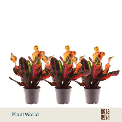 Planta naturala Codiaeum var. 'Mammi' H20 cm PS7 cm in pamant