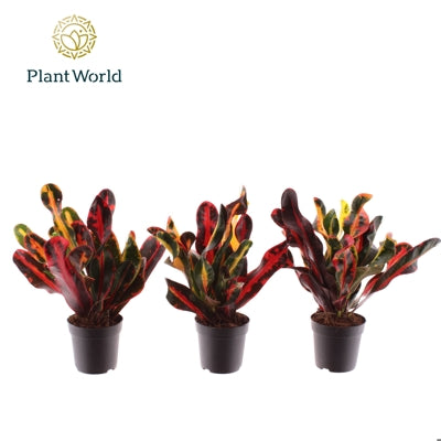 Planta naturala Codiaeum var. 'Mammi' H20 cm PS7 cm in pamant