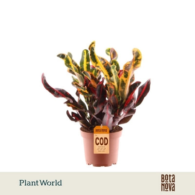Planta naturala Codiaeum var. 'Mammi' H30 cm PS12 cm in pamant