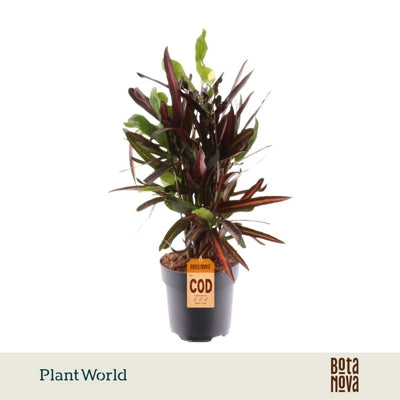 Planta naturala Codiaeum var. 'Mammi' H60 cm PS17 cm in pamant