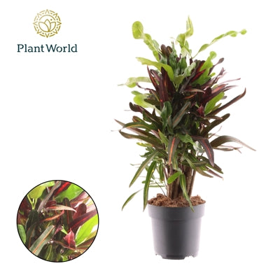 Planta naturala Codiaeum var. 'Mammi' H60 cm PS17 cm in pamant