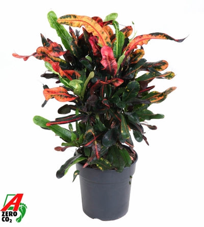 Planta naturala Codiaeum var. 'Mammi' H70 cm PS21 cm in pamant