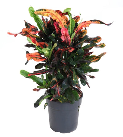 Planta naturala Codiaeum var. 'Mammi' H70 cm PS21 cm in pamant