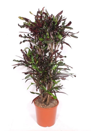 Planta naturala Codiaeum var. 'Mini Curly' H140 cm PS30 cm in pamant