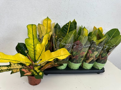 Planta naturala Codiaeum var. mixed 5 varietys H35 cm PS12 cm in pamant