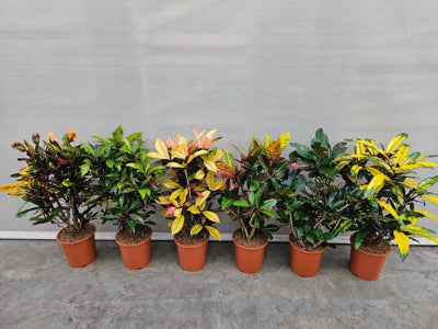 Planta naturala Codiaeum var. mixed H110 cm PS27 cm in pamant