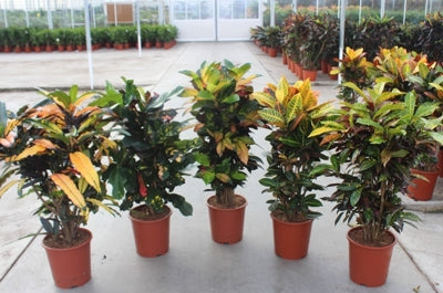 Planta naturala Codiaeum var. mixed H110 cm PS27 cm in pamant
