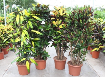 Planta naturala Codiaeum var. mixed H170 cm PS40 cm in pamant