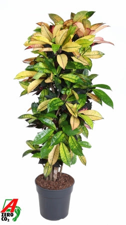 Planta naturala Codiaeum var. 'Mrs. Iceton' H140 cm PS31 cm in pamant