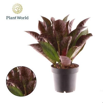Planta naturala Codiaeum var. 'Mrs. Iceton' H30 cm PS12 cm in pamant