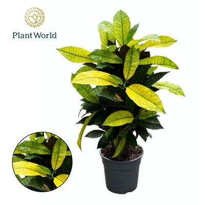 Planta naturala Codiaeum var. 'Mrs. Iceton' H60 cm PS17 cm in pamant