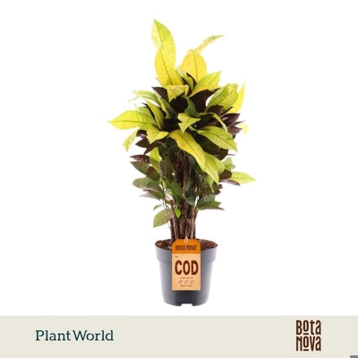 Planta naturala Codiaeum var. 'Mrs. Iceton' H60 cm PS17 cm in pamant